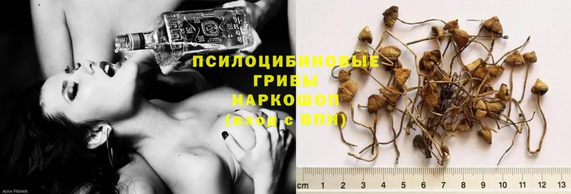 Псилоцибиновые грибы Psilocybe  хочу   Ковылкино 